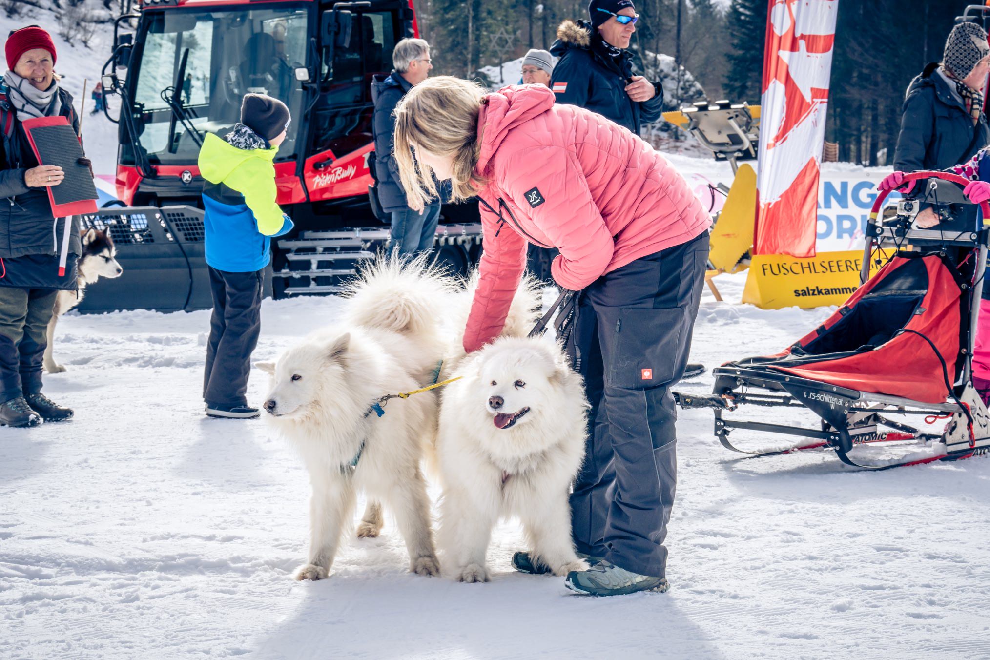 Hundeschlittenrennenc Edith Danzer Fuschlseeregion 13 2